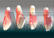 The dissection model of plantar muscles